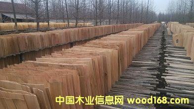 桉木單板 桉木單板