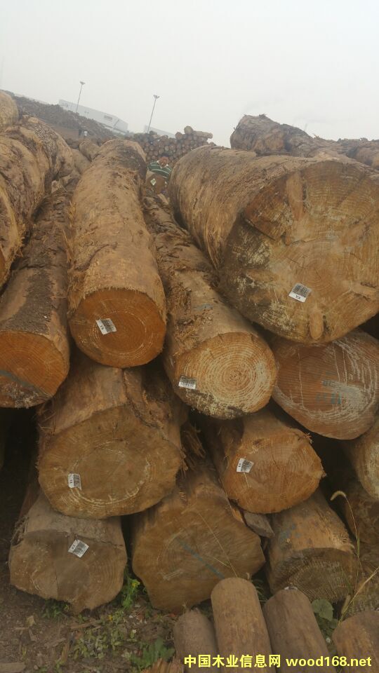 �����mݗ����ԭľ