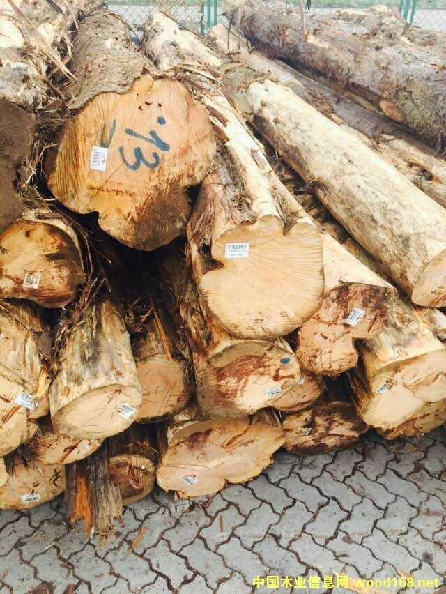 柏木原木 柏木原木