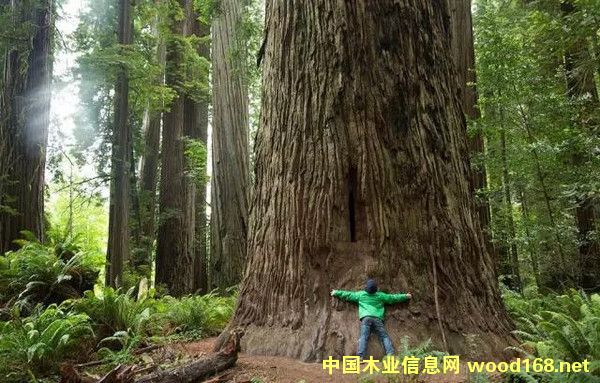 ��֪�����������S��ľ�^С�(zh��n)����