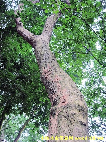 �����S������