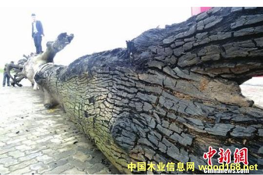 �Ĵ��l(f��)�F(xi��n)���͞�ľ�������_15�� �Ҟ�ľ��α��Q��|����ľ