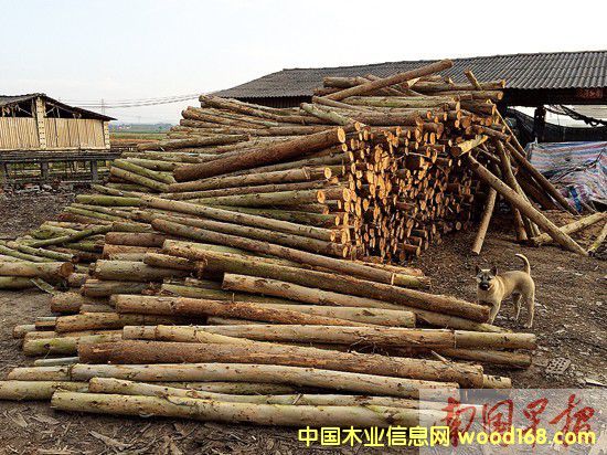 ���ֿh����ľ��S��(d��n)��δ��(l��i)�������(sh��)ľ�Ĺ���(y��ng)�o��