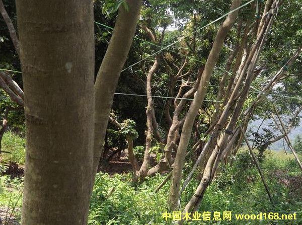 ���~�S���汻�u�麣���S�����һ�N����Բ���