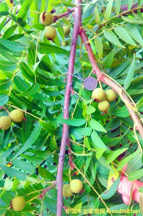 �c(di��n)���鿴���^����-�ִ�ԭ��-�˵����ϷŴ�DƬ