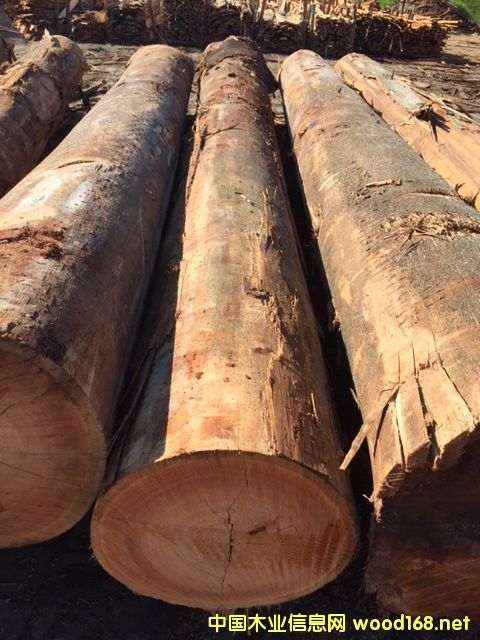 巴西桉木的詳細(xì)介紹