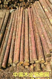 ���~�ə_�l����ľ���ӹ���