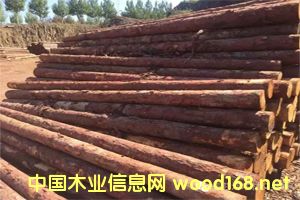 ���~�ə_�l����ľ���ӹ���