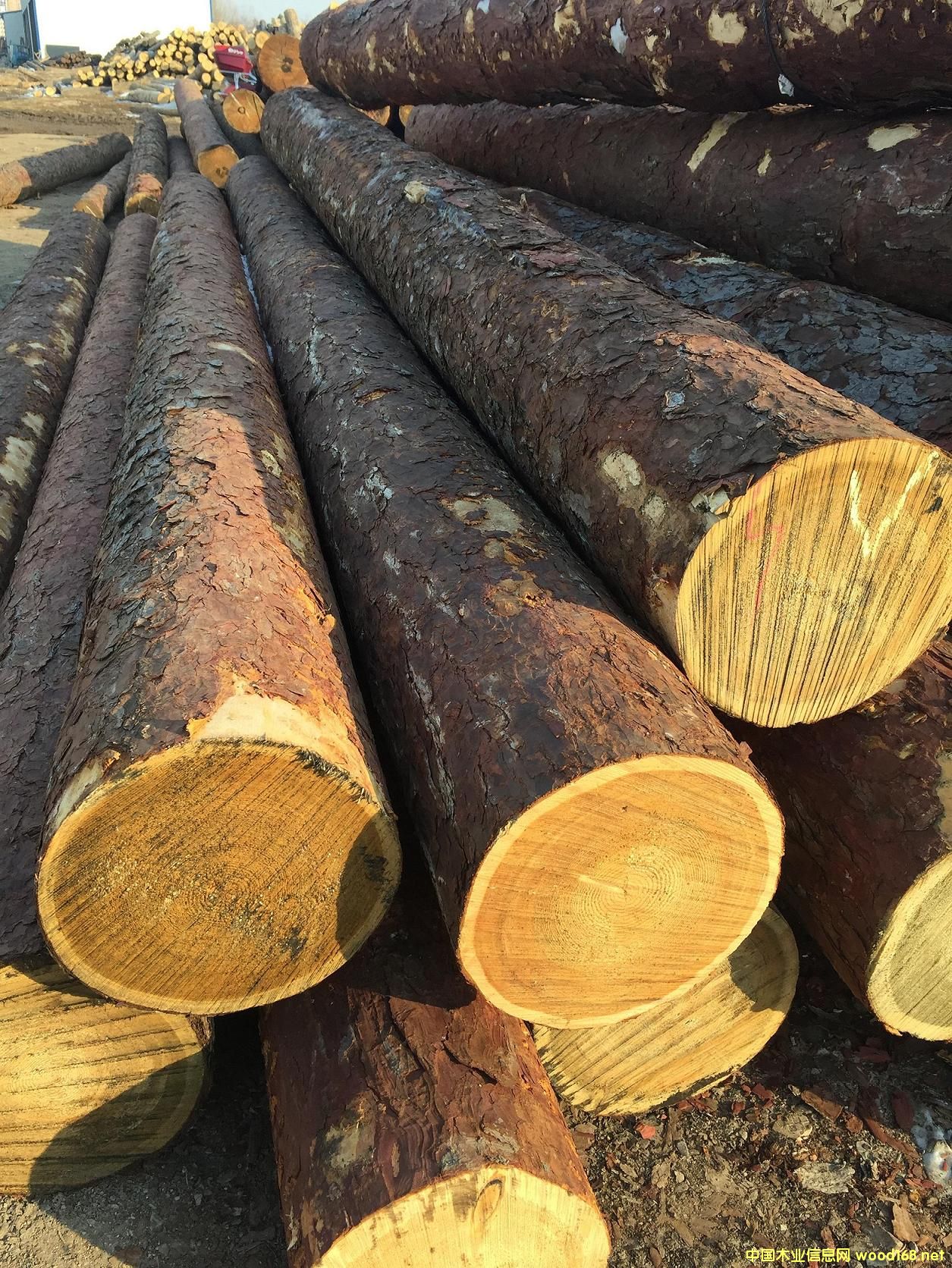 ���_˹�M(j��n)�����~��ԭľ����30����