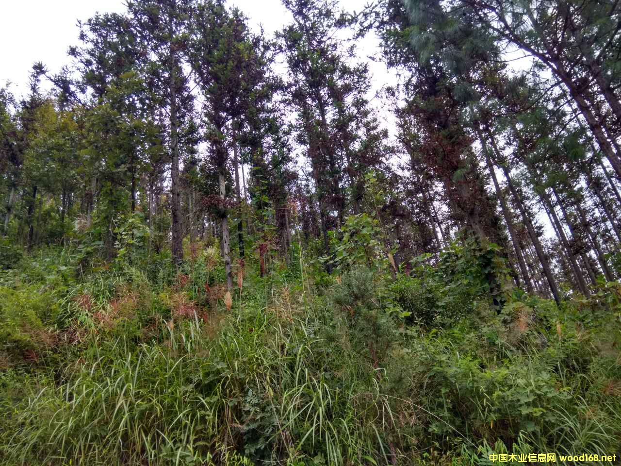 ɼľԭľ�����N�۹���