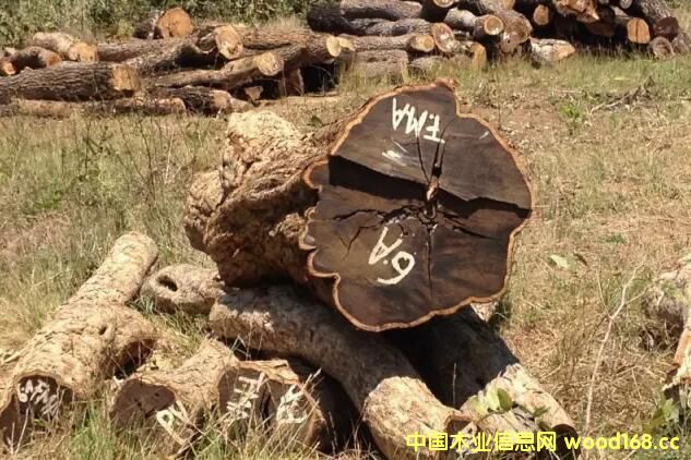 �|�Ǻ��S̴�M(j��n)��횳�ʾ�Ϸ�CITES�S���C������t��һ���⵽��