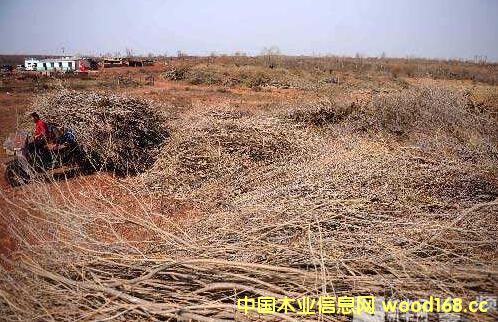 ������˹ɳ���ؽMľ��ɳ��ľ�Ͳġ��ٻ����γ�Ҏ(gu��)�����a(ch��n)�I(y��)