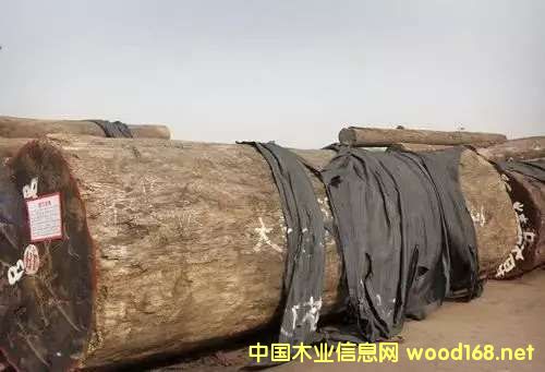 �ͻ����ϰ� ����ľδ�ОlΣ��CITES׌������֮��ĽY(ji��)��