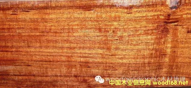 ľ�İٿƣ��ɘ�����Mopane��ľ��Ԕ��