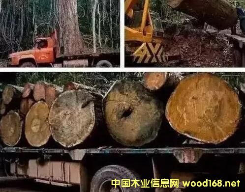 �tľ���o(w��)�Ŀ��ã���t��֦�q��40%�����黨��q��65%