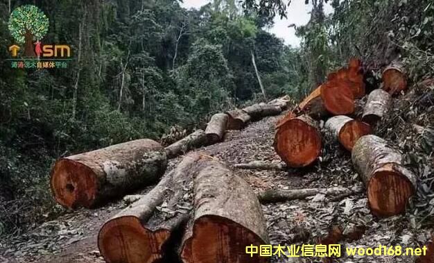 �ϓ�tľ��ֵ�����������ƄӼtľ�ٝq