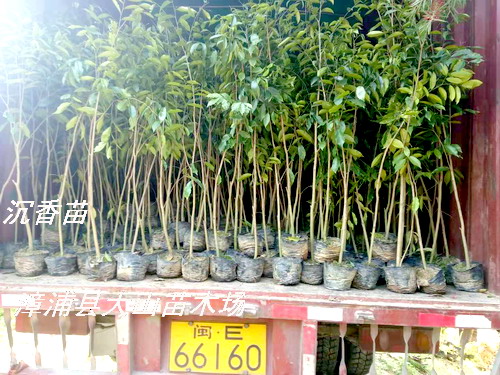 �����������ϳ������V�|����