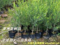 ���޲���~�����~��ǧ��֦�~����