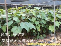 [��] ���pľ�磨Balsa����ɳľ���͠�ɳľ���͠�ɼľ��