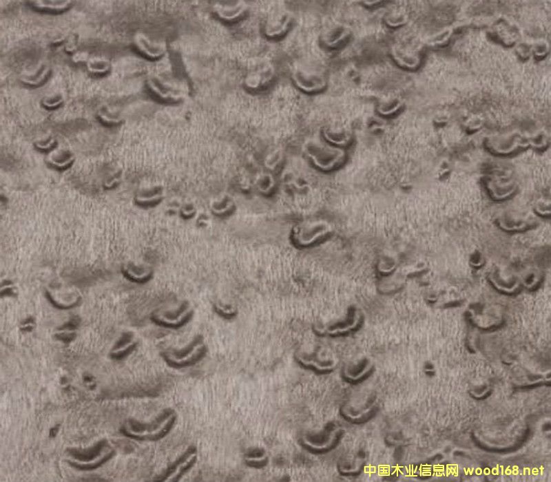 Ⱦɫȸ��ľƤ�N����Ԕ��(x��)��B