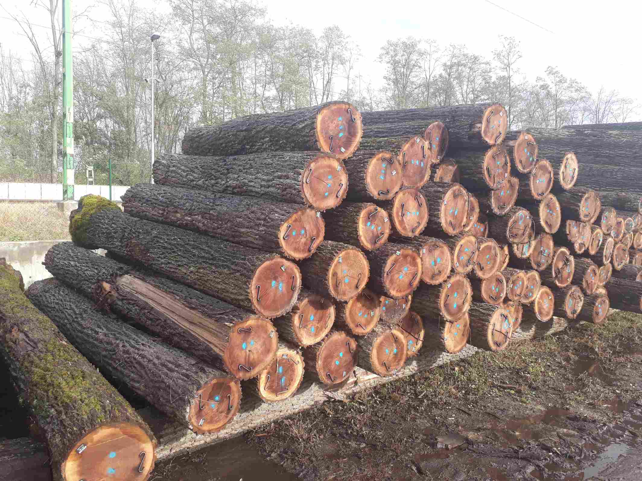 �ں���ԭľͬ���