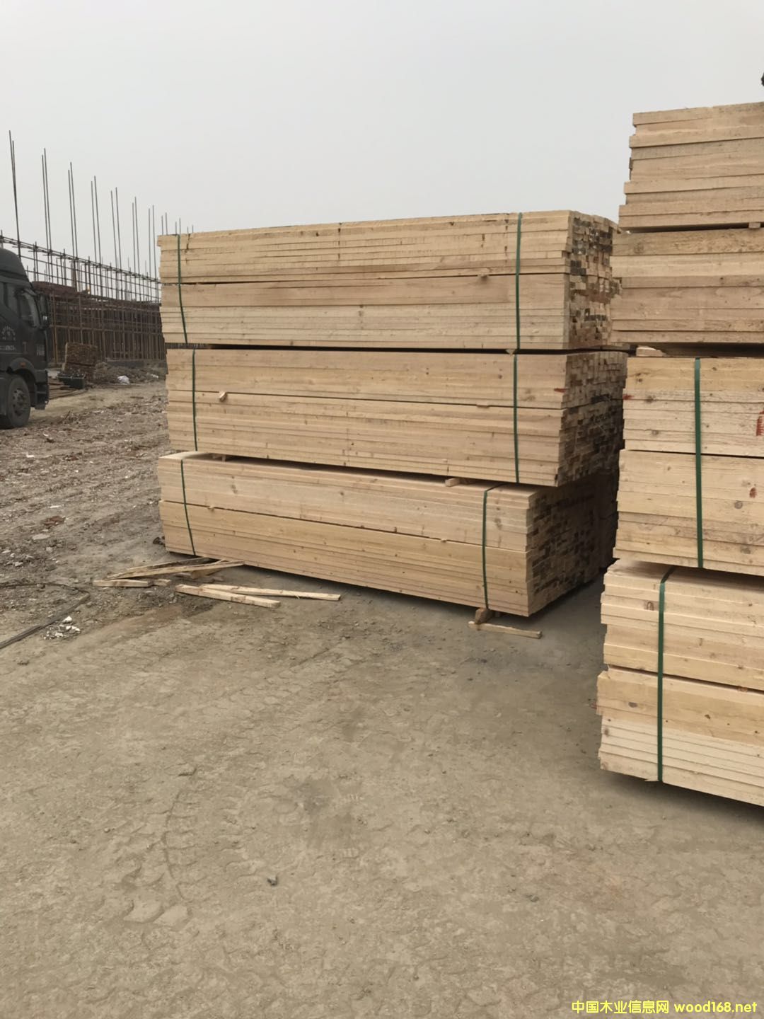 鐵杉的詳細(xì)介紹