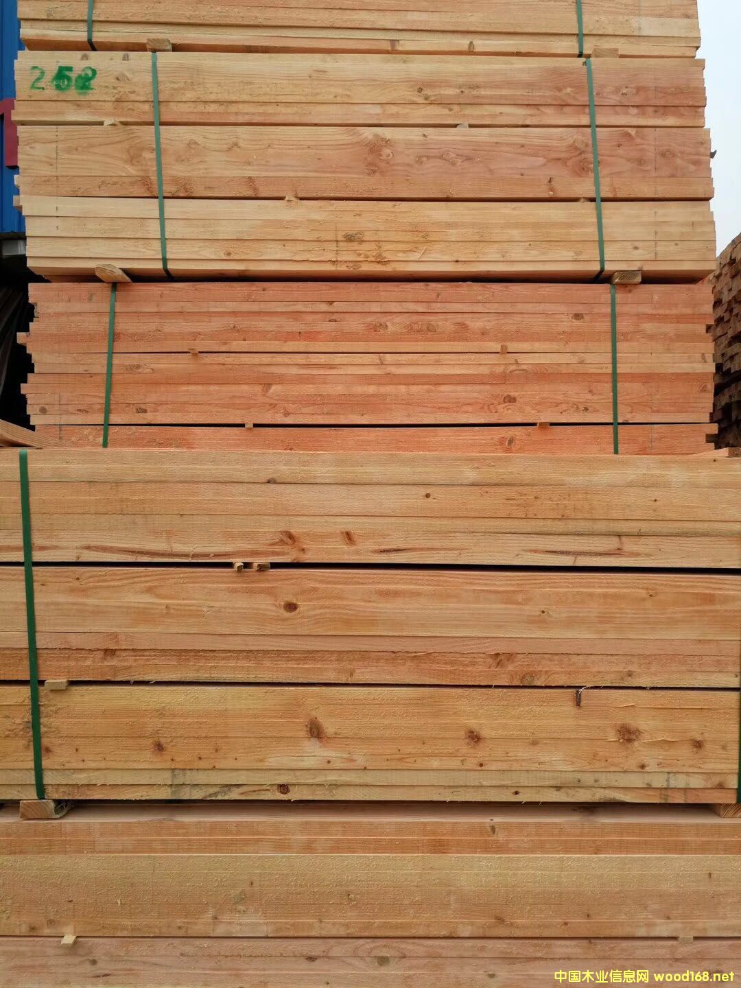 花旗松的詳細(xì)介紹