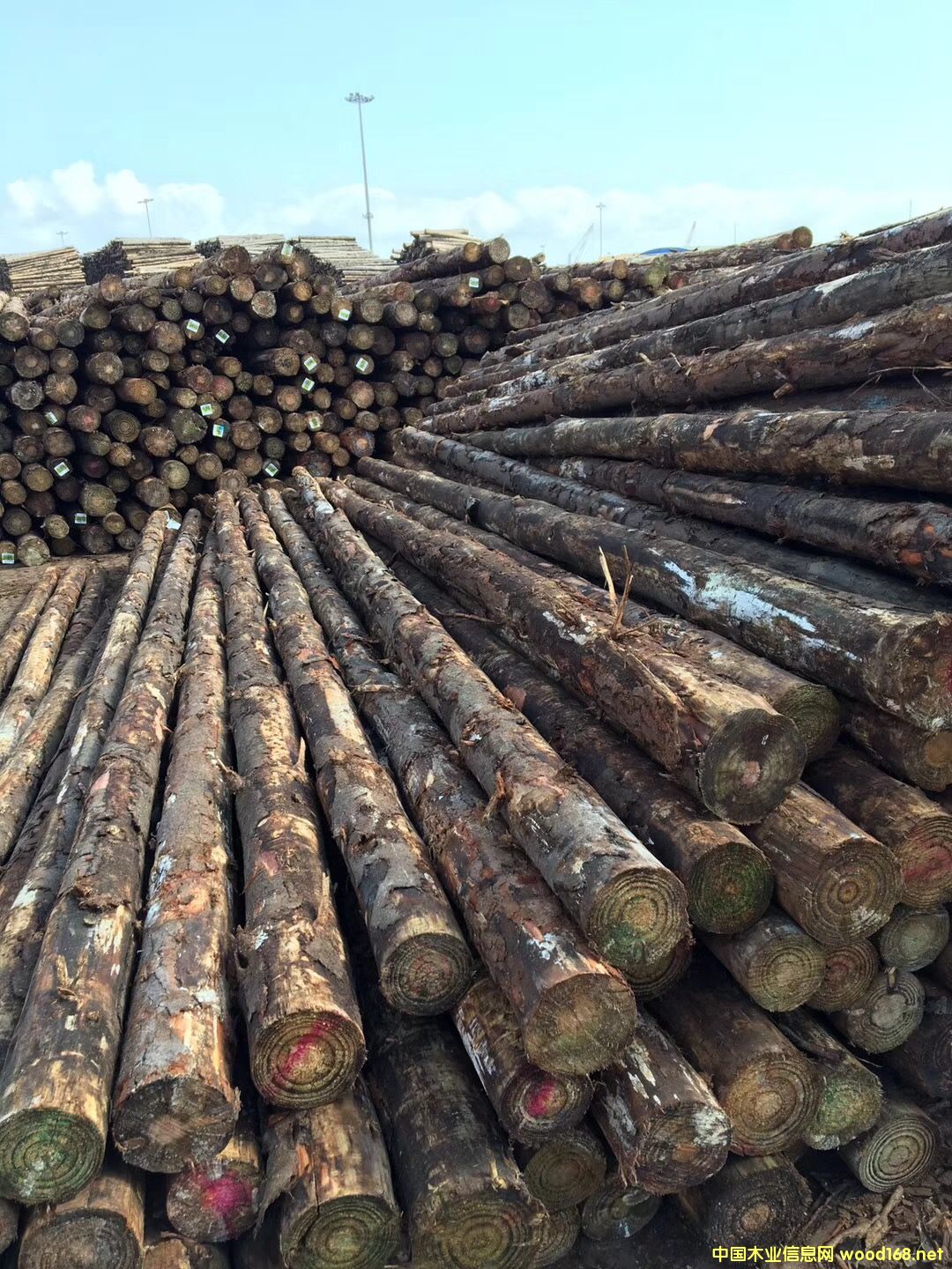 �W�ɺӵ���ľ