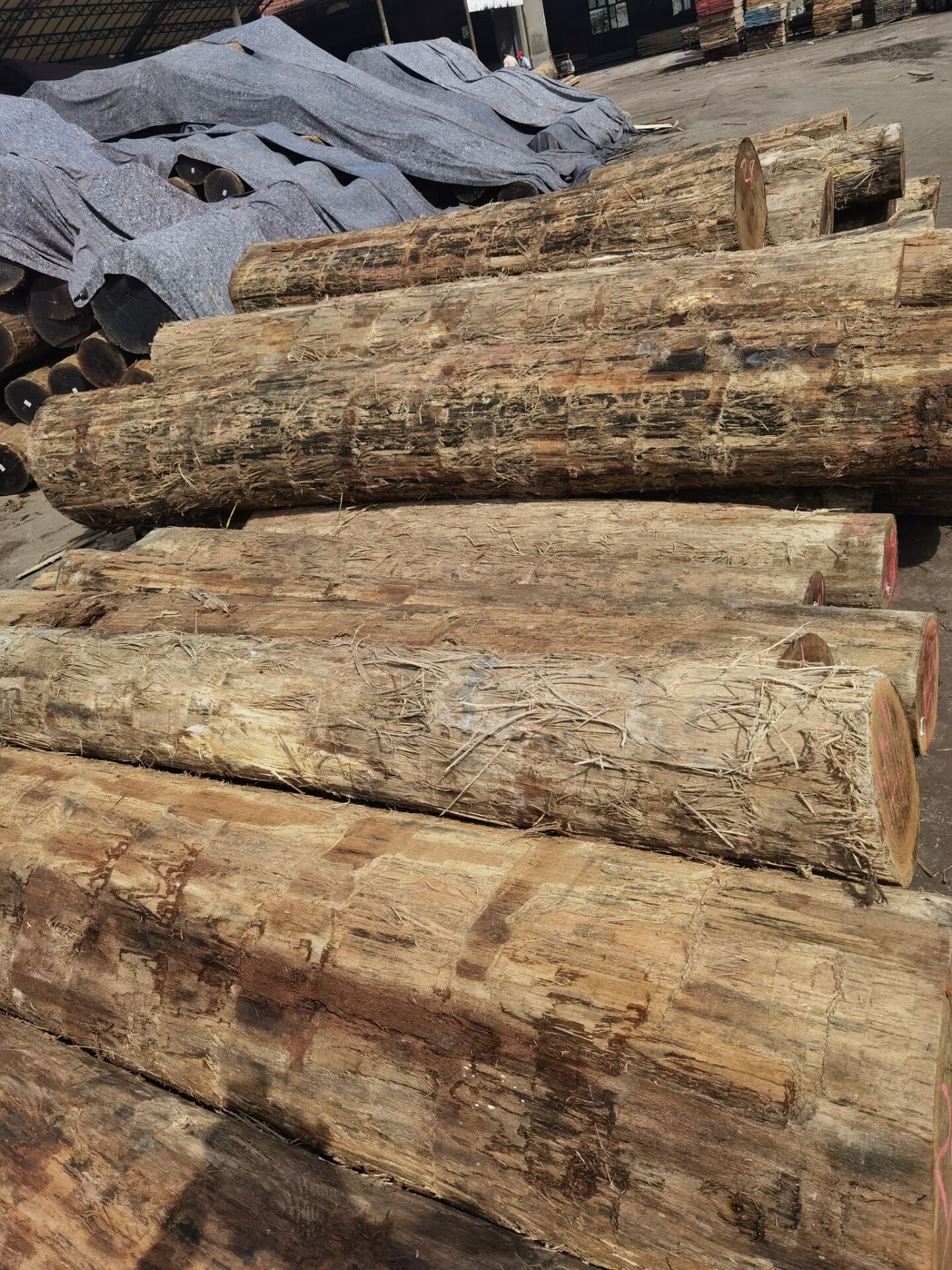 [��] �����t�𼃱���ԭľ