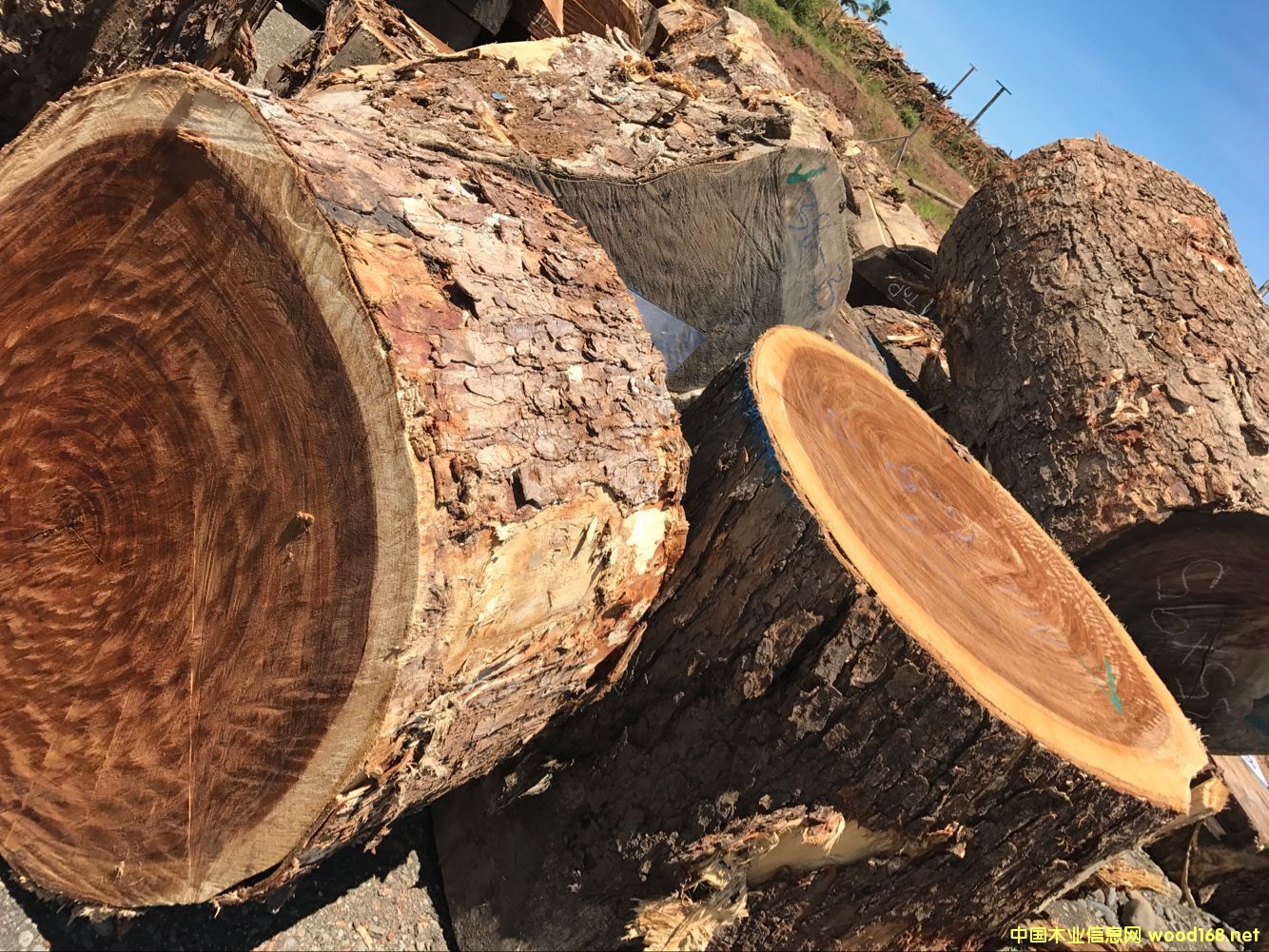 �S��ֱ�N �M����ľ