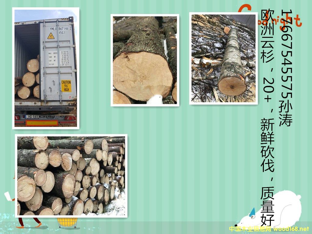 云杉原木的詳細(xì)介紹