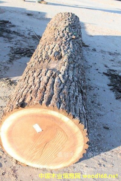 黑胡桃的詳細介紹