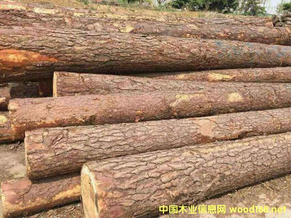 �����M(j��n)�ڶ��_˹���~��ԭľ