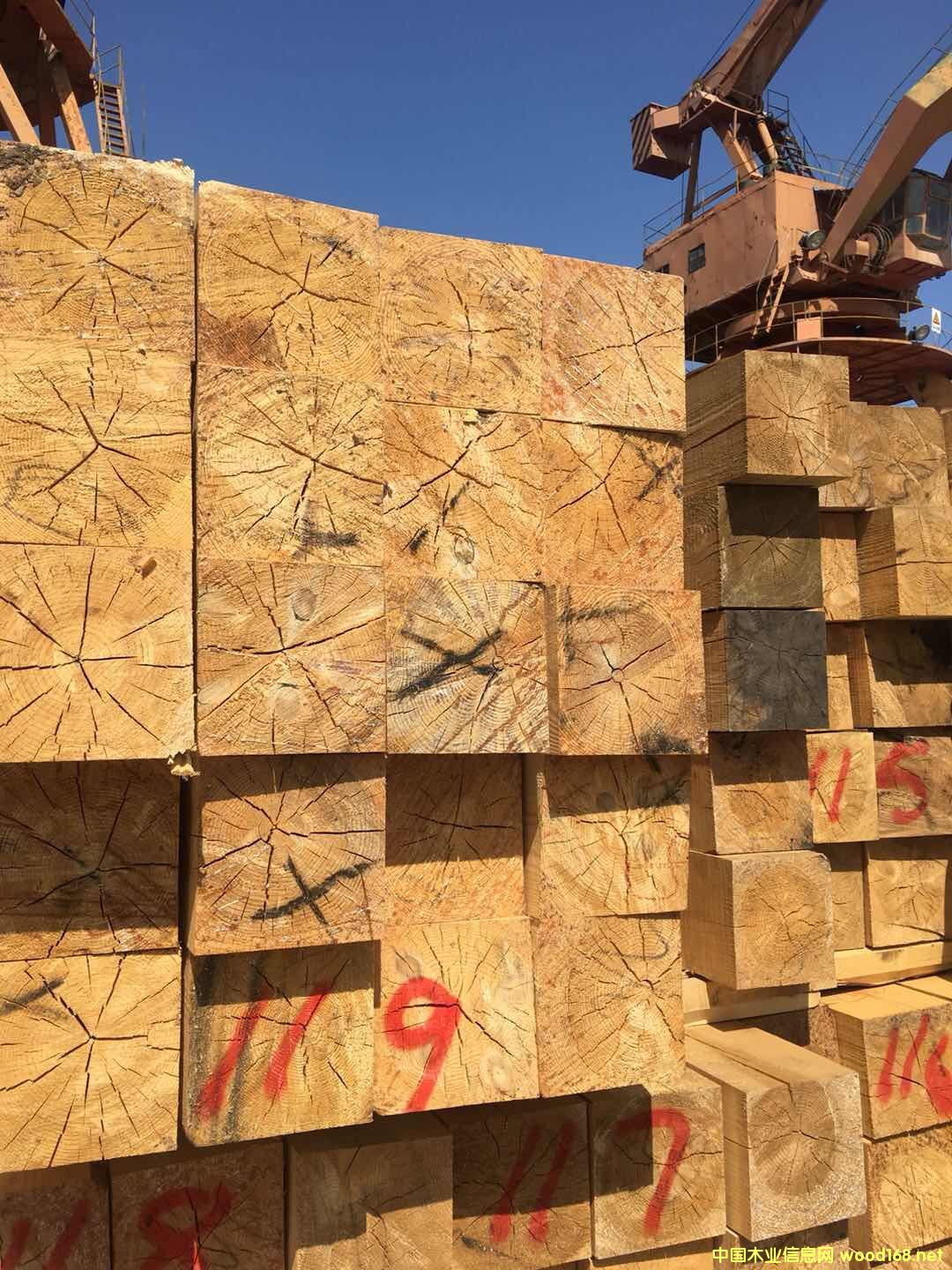 樟松大方的詳細(xì)介紹