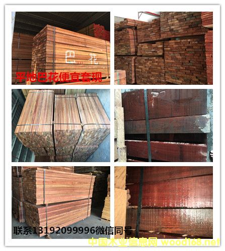 巴花的詳細(xì)介紹