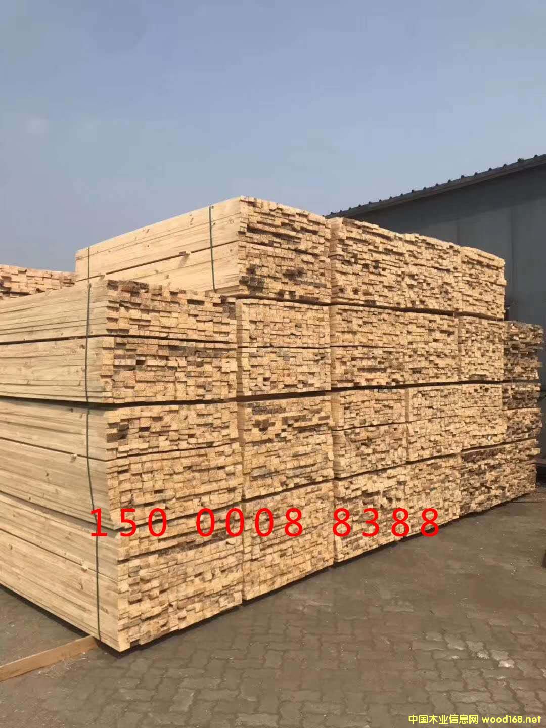 鐵杉的詳細介紹