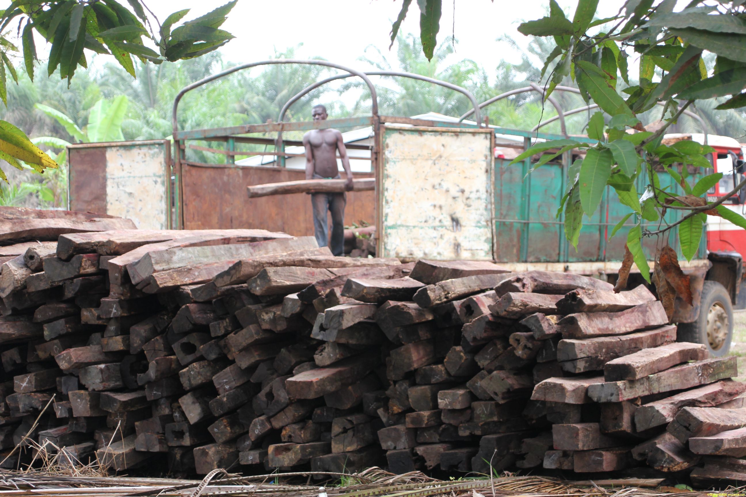 ��̴ cam wood��Ԕ��(x��)��B