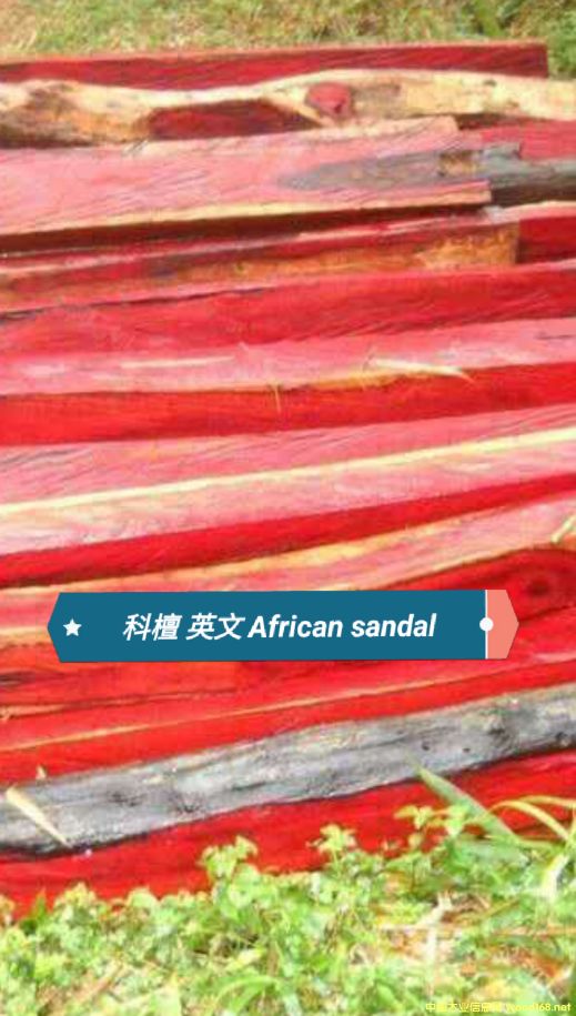 ��̴ cam wood��Ԕ��(x��)��B