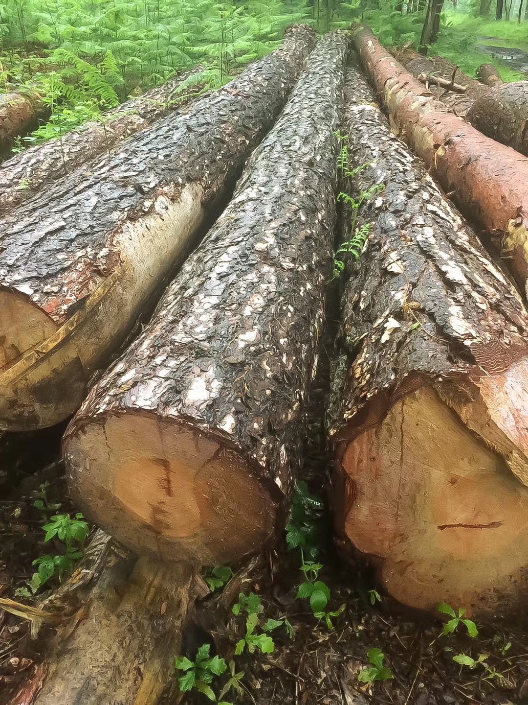 �����r�ؼ���ľԭľ