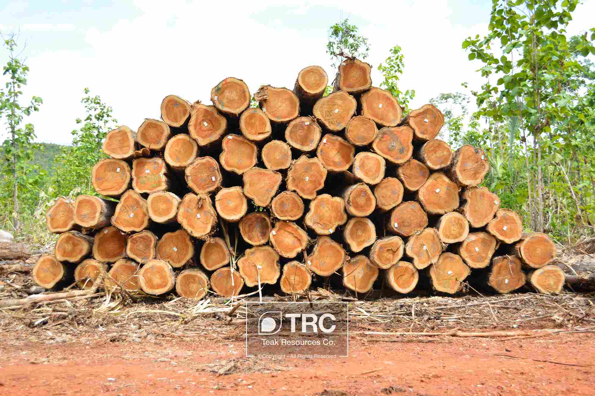 FSC ��ľƤ�ȼ� ��ľԭľ Veneer Teak log��Ԕ��(x��)��B