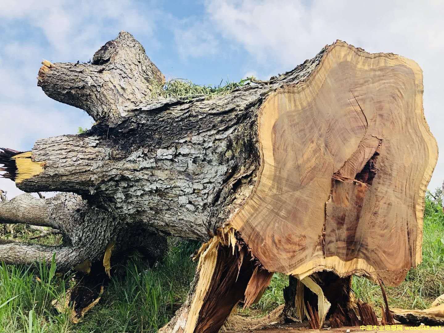 ���������ľ