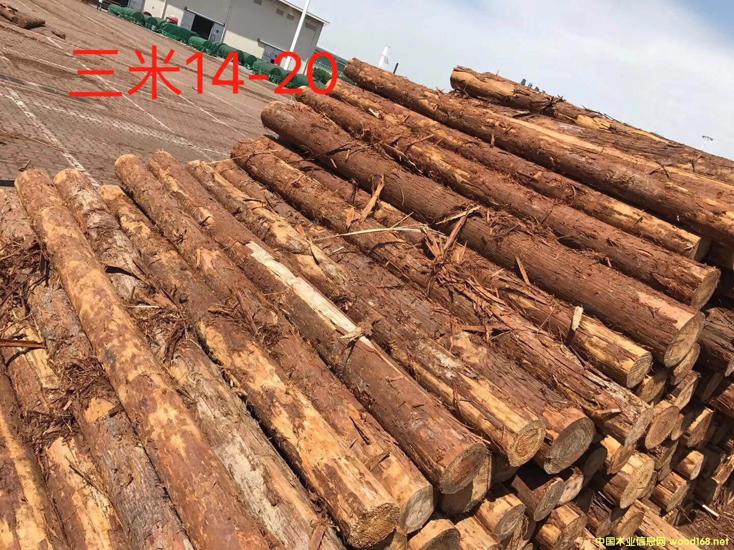 柳杉的詳細(xì)介紹