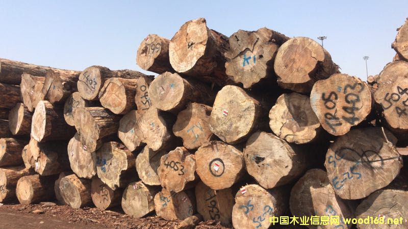 輻射松的詳細(xì)介紹