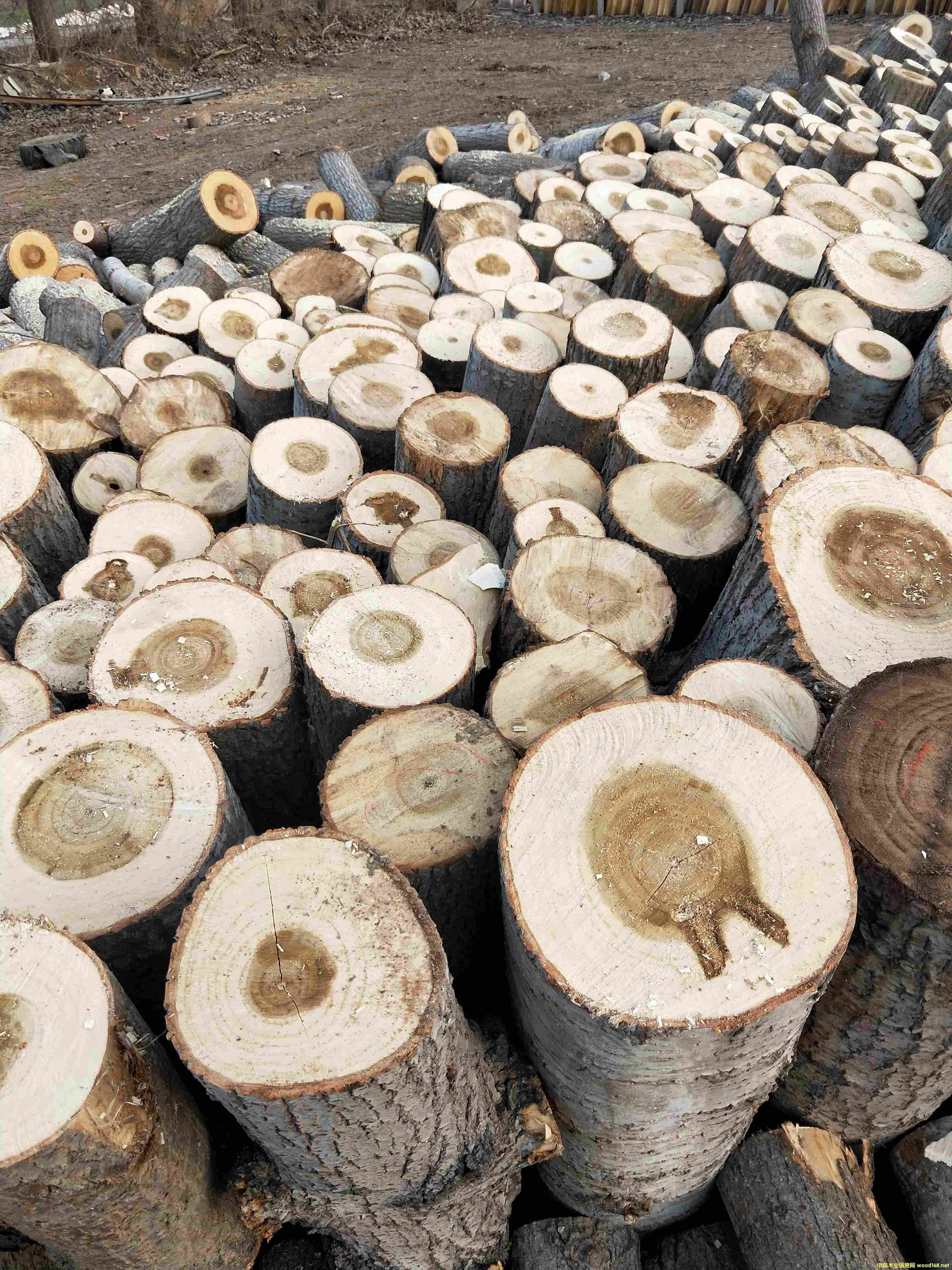 ��ľƤ��Ԕ��(x��)��B