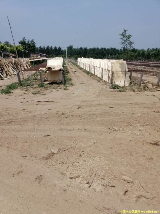 �S�h�΅R�S��ľƤ