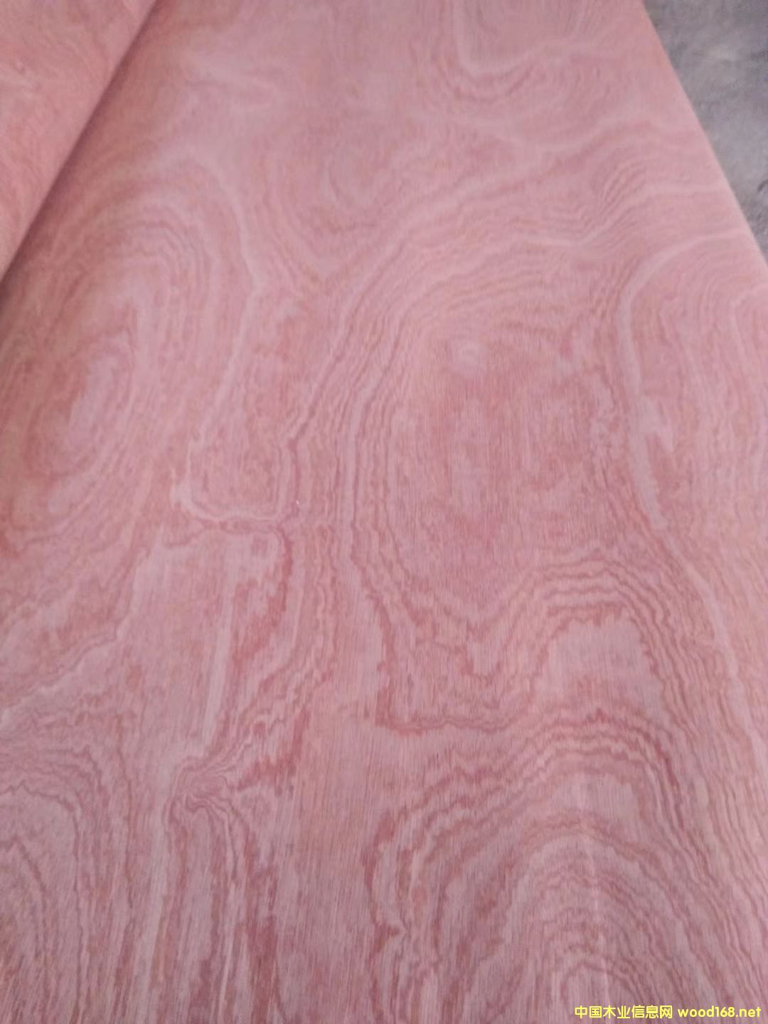 [��] ɳ������Ƥ