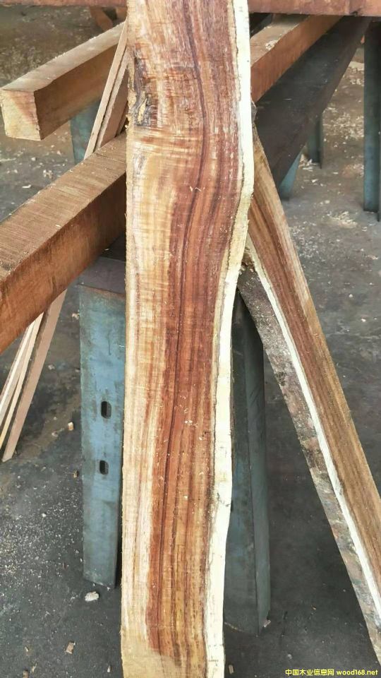 [��] �L�ڹ���(y��ng)���~��˼ľ�� ������ľ��ACACIA