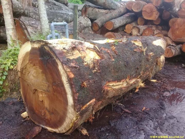 [��] �L(zh��ng)�ڹ���(y��ng)�M(j��n)�ڽ�Ϛg��ACACIA�� ����ľ�� ����ľ����������ľ