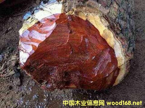 Ѫ̴���������ı���؟���Ƿ������Ї�ľ���Q(m��o)���̪��ԳГ���