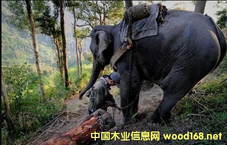 �ϓ�ľ��​����ǰ����D(zhu��n)���Ʒľ��Ʒ